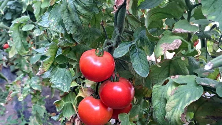 Seralarda domates üretimi devam ediyor