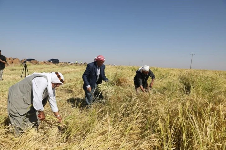 Tescilli Karacadağ pirincinin hasadına başlandı