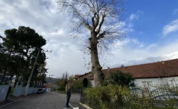 300 yıllık ağaç tarihe tanıklık ediyor
