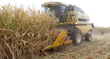 Araban Ovası'nda mısır hasadına başlandı