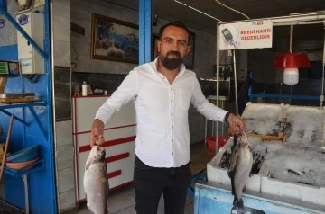 Balık hasreti Karadeniz balıkçılıkta son buluyor