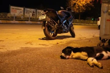 Başıboş köpek, motosiklet sürücüsünün ölümüne neden oluyordu