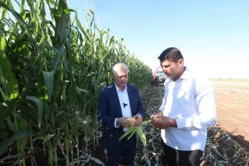 Başkan Tahmazoğlu Çiftçilerle Birlikte Mısır Topladı