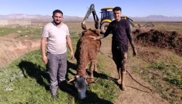 Çamura saplanan inek iki gün sonra kurtarıldı