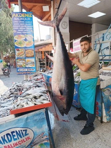 Dev orkinos balığı Kilis’te satışa sunuldu