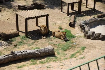 Dünya Aslan Günü’nde aslanlara buzlu kokteyl sürprizi