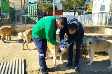Gaziantep Büyükşehir,Depremde sahipsiz Sokak Hayvanlarının tedavi ve beslenme İhtiyacını karşılıyor
