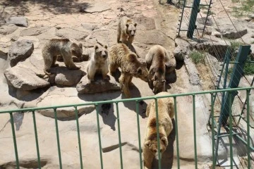 Gaziantep Hayvanat Bahçesi’ni 1 yılda 4 milyon 750 bin kişi ziyaret etti