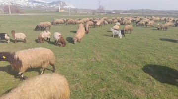 Havaların ısınmasıyla koyunlar meraya çıktı
