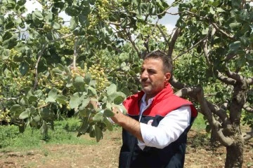 Huzur ortamının sağlandığı Şırnak’ta boşaltılan köyler fıstık bahçeleriyle yeniden hayat buluyor