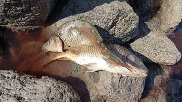 Karasu Çayı'na dökülen kimyasal atıklar yüzlerce balığı öldürdü