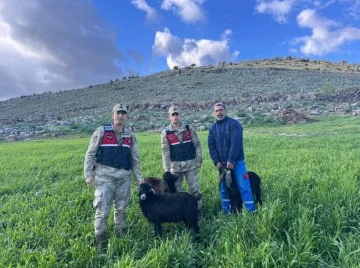 Kaybolan keçiler jandarma tarafından bulundu