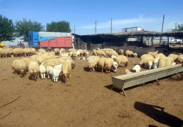 Kilis damızlık koyun ve keçi yetiştiricilerinden yeni proje