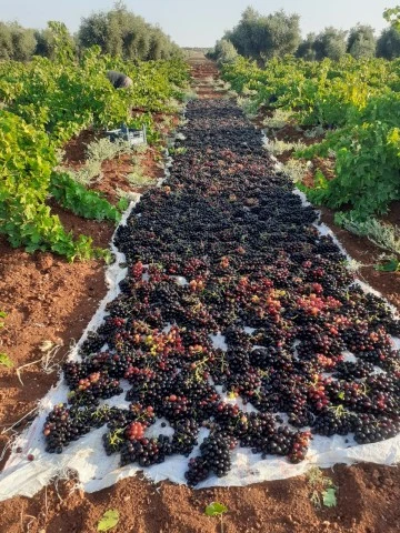 Kilis Horoz Karası üzümler kurutulmak üzere serilmeye başladı