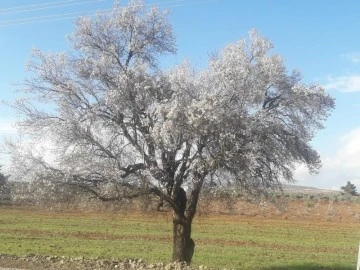 Kilis'te badem ağaçları çiçek açtı