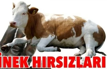 Kilis'te çiftlikten inek çalan hırsızlar yakalandı