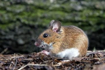 Kilis'te fareler çiftçilere ciddi zararlar vermeye başladı