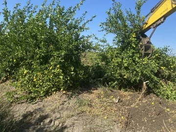 Kilosu 50 kuruşa düşen limon ağaçları sökülüyor
