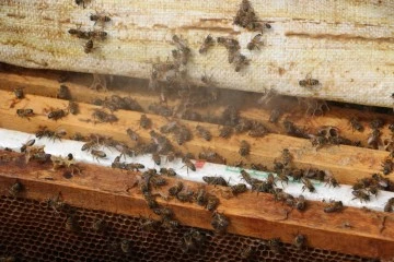 Kış uykusuna yatmayan arıların yüzde 30’u telef oldu