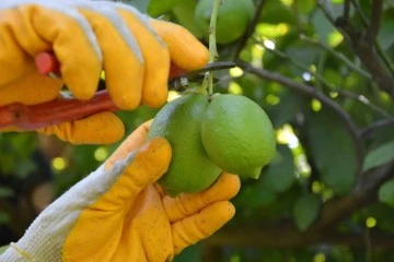 Limon hasadı başladı