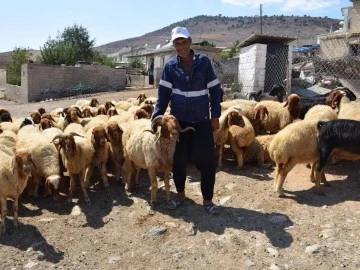 ORKÖY Projesinden Orman köylülerine Sığır ve Koyun desteği