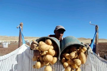 Patates üretiminde rekora koşuyorlar
