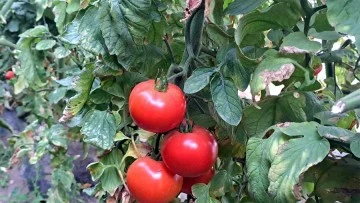 Seralarda domates üretimi devam ediyor