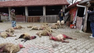 Sokak köpekleri 22 koyunu telef etti