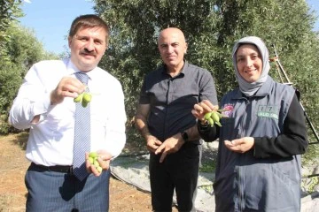 Türkiye’nin en kaliteli zeytininin üretildiği Karaman’da hasat başladı