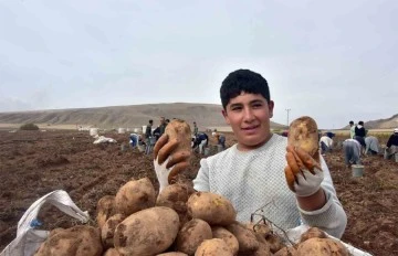 Türkiye’nin patates ambarlarından olan Ahlat’ta hasat başladı