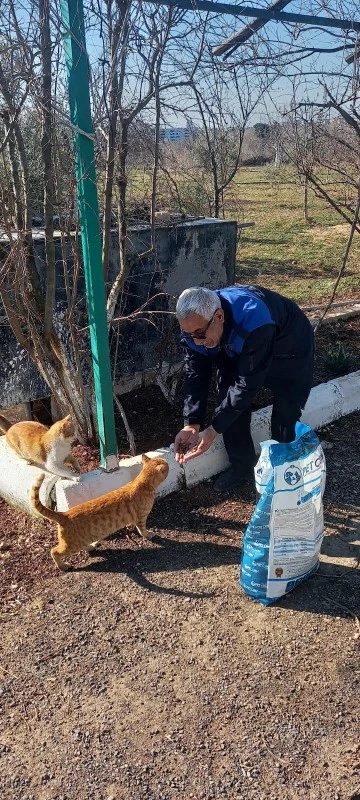 Zabıta Deprem sonrası sokak hayvanlarına yem bırakıyor