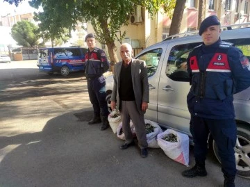 Zeytin hırsızları Jandarma dedektiflerinin ağında yakalandı